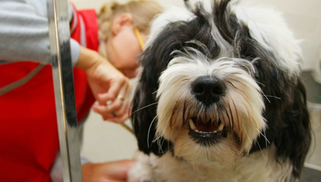 Grooming Paradise Ranch Pet Resort