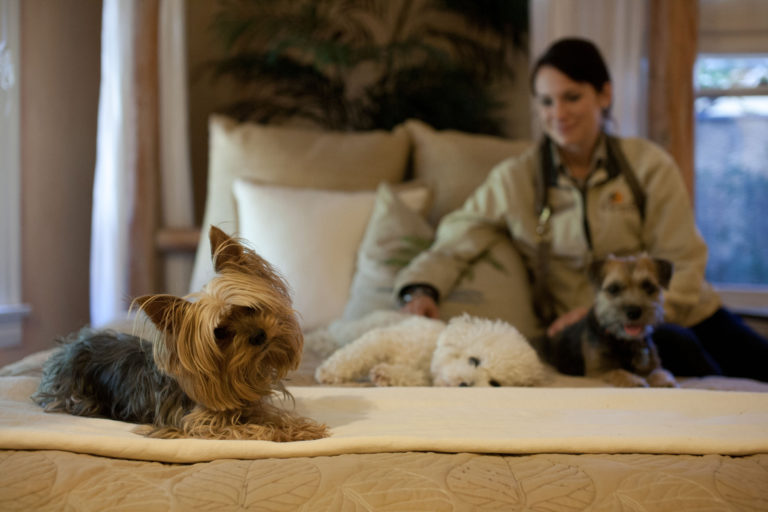 Photo Gallery Paradise Ranch Pet Resort