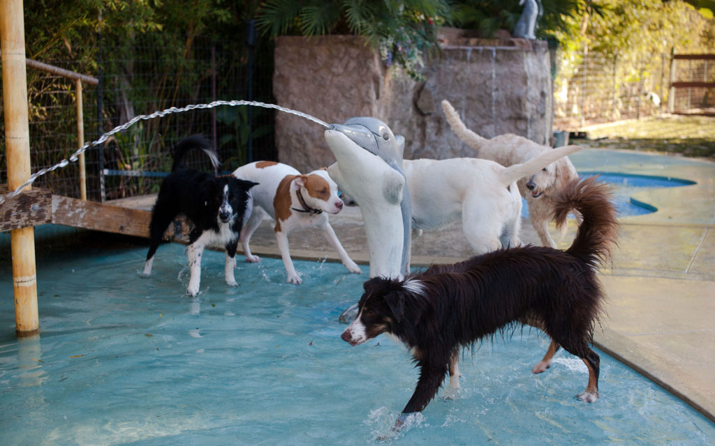 dogsinthewaterpark Paradise Ranch Pet Resort