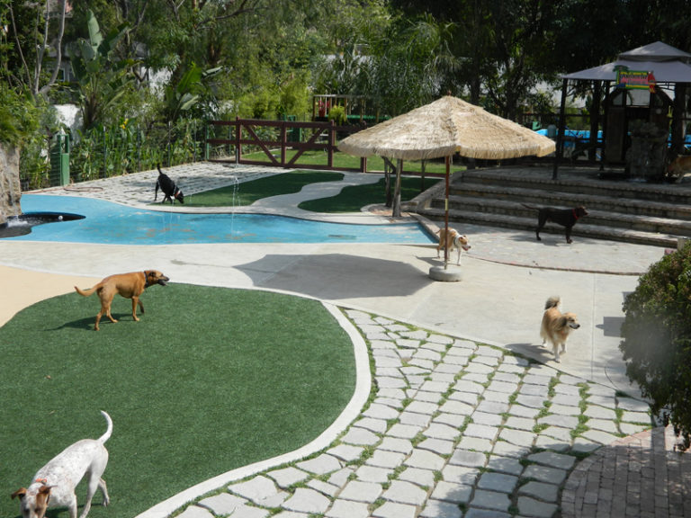 Photo Gallery Paradise Ranch Pet Resort