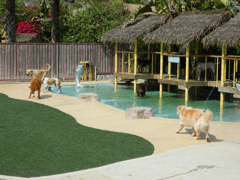 Photo Gallery Paradise Ranch Pet Resort