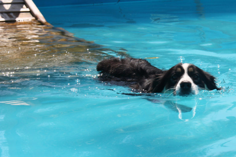 Photo Gallery Paradise Ranch Pet Resort