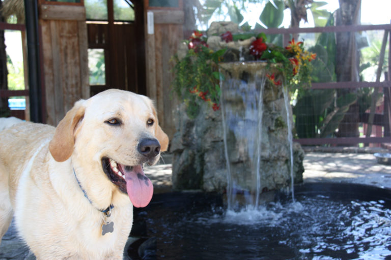 Photo Gallery Paradise Ranch Pet Resort