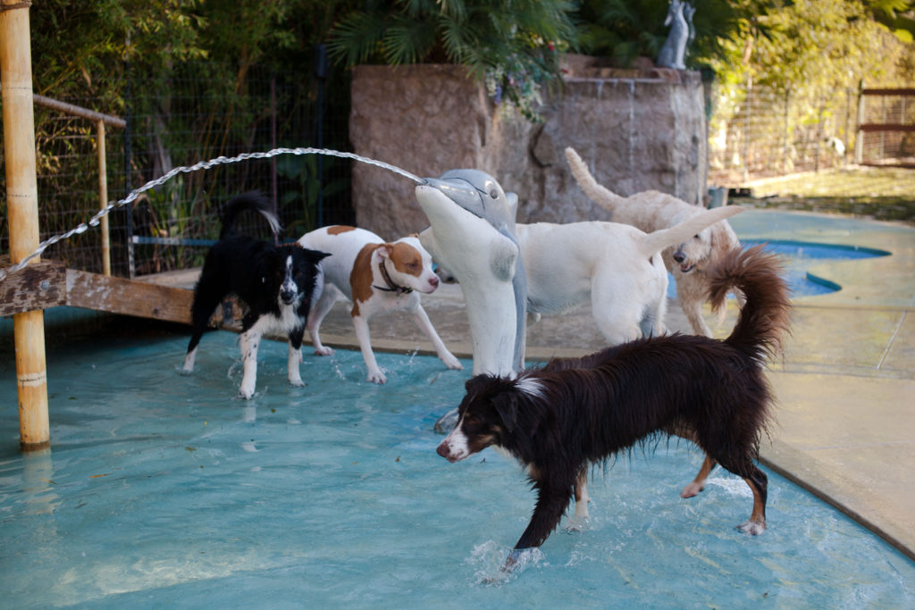 CageFree Dog Boarding Paradise Ranch Pet Resort