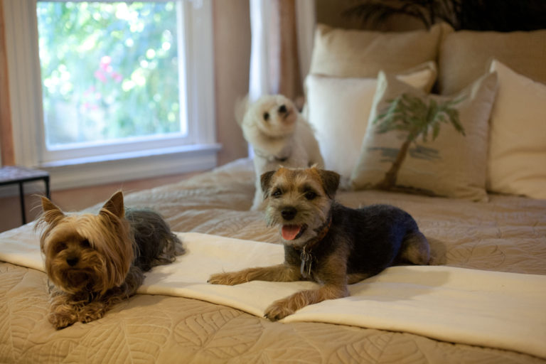 CageFree Dog Boarding Paradise Ranch Pet Resort