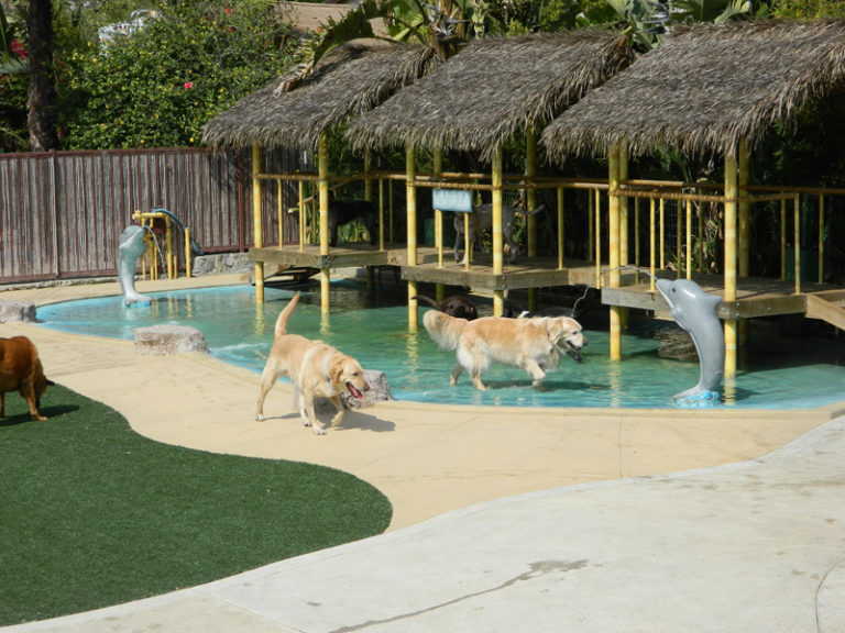 Photo Gallery Paradise Ranch Pet Resort