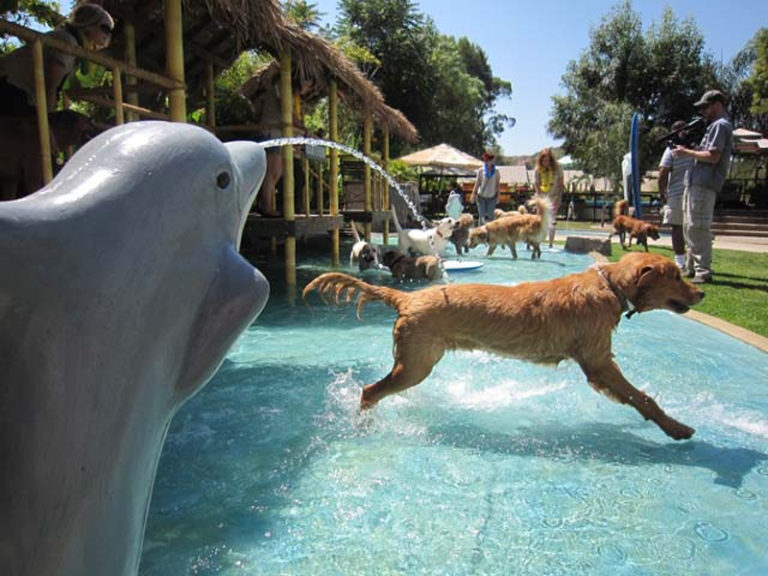 Photo Gallery Paradise Ranch Pet Resort