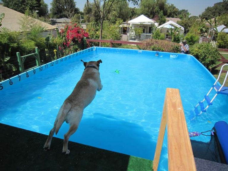 Photo Gallery Paradise Ranch Pet Resort