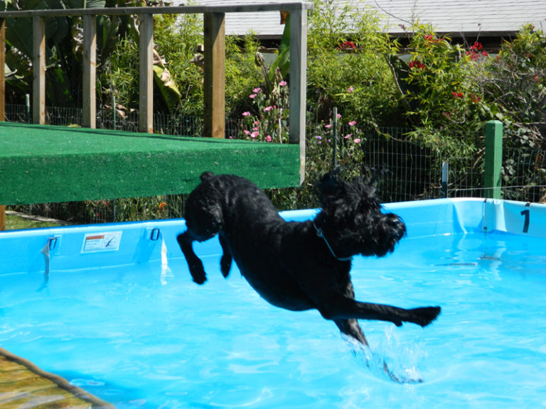 Photo Gallery Paradise Ranch Pet Resort