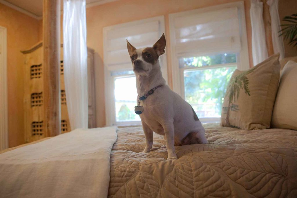 CageFree Dog Boarding Paradise Ranch Pet Resort